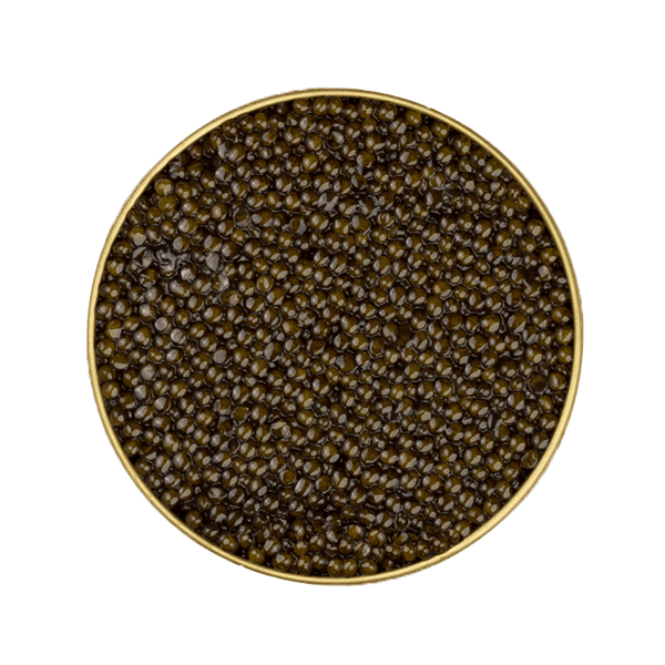 Kaluga Royal